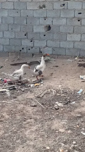 السلام عليكم اوز للبيع