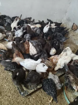 فرخات بلدي عمر شهرين وسبوع بسعر البلاش