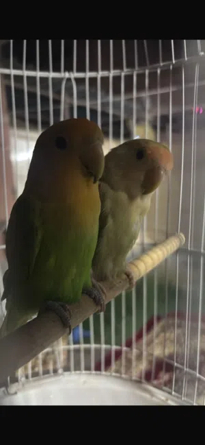 عصافير الحب Lovebirds