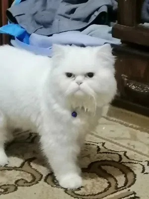 دكر مستوا عالي التبني
