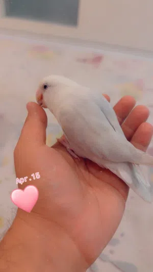 طير لاف بير اليف