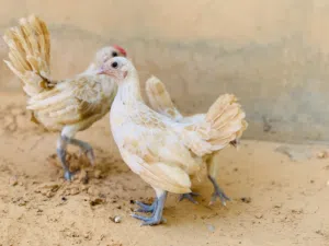 كوبيه سبرايت شاموا