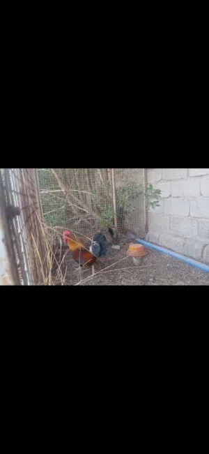 دجاج كويتي مع افراخ للبيع