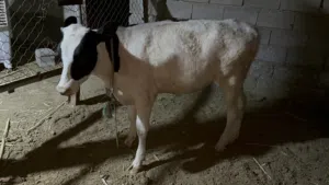 بجر حلوه ونوعية ارتفاع خمس بلوكات عمرها اكثر من 5 اشهر مال جني ورباط