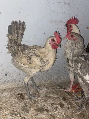 ‏دجاج‏4