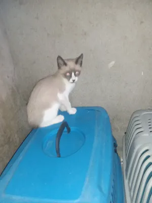 Siamese1