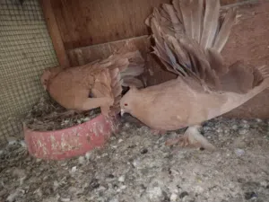 زوج عرايس صفر مشروطات للبيع