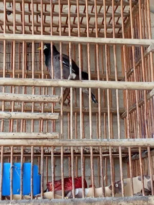 تك مينا حايله عمره 3 سنوات طيرة خشنة نضافة وصحة خير من الله سعره 15 وبيها مجال بدون قفص