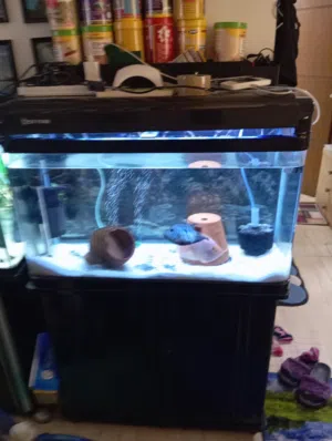 big aquarium wth breeding pair