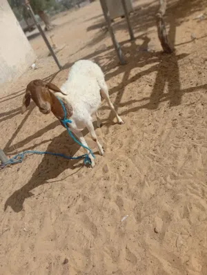 نعجه ربي يبارك سنه سداس