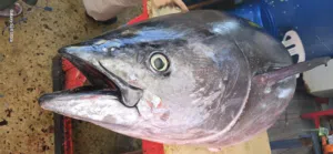 الجبالي 
