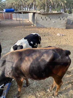 Cows2