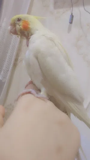 فرخ كوكتيل بدايه فطام للبيع