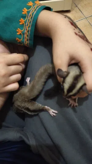 Sugar Gliders for Sale