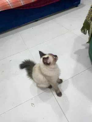 قطه سيامي هجين شيرازي