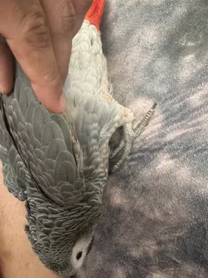 العمر 6 شهور