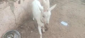 تيس جدع نسبة عاليه جدا ابوه مسجل امه نسبة عالية وحليب عالي