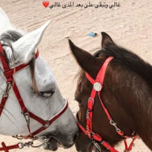 سعيد حارب اليعقوبي 