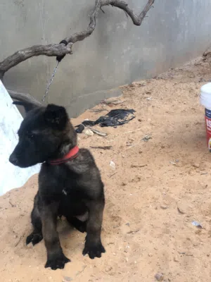 جرو مالينوا العمر شهرين