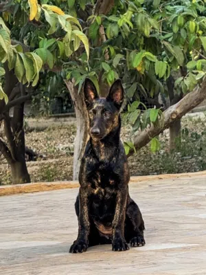 جراء الدوتش شيبرد dutch shepherd الراعي الهولندي نخب مستوى جدا عالي للحراسة الاهالي شرسة