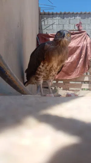 ساوم الشعر نقبل اي تبديل
