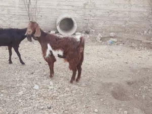 عنزة حليب للبيع