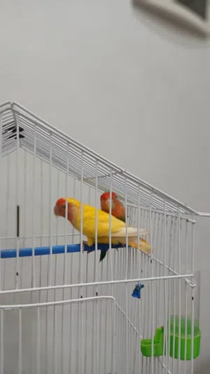 كوبيه بركديلو