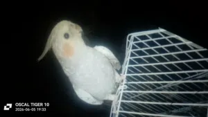 كوكتيل للبيع