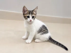 Kittens for adoption