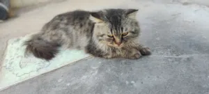 للتبني ذكر شنشيلا
