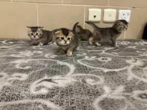 قطط صغيرة كيتنز سكوتش فولد بيور اصلي