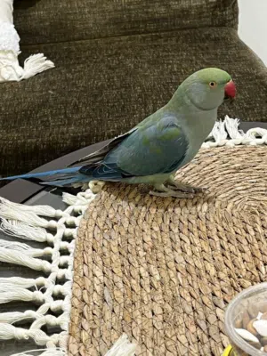 ببغاء دره طفرة اليف