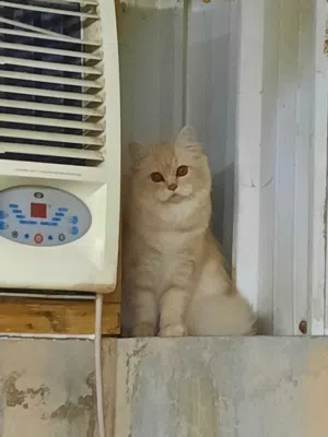 kittens and cat for adoption, قطط للتبني