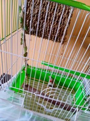 عصفور طير الحب