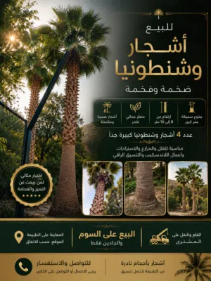 4 شجرات وشنطونيا للبيع – طول كبير وشكل فاخر