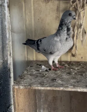 للبيع حمام بومه الايطاليه