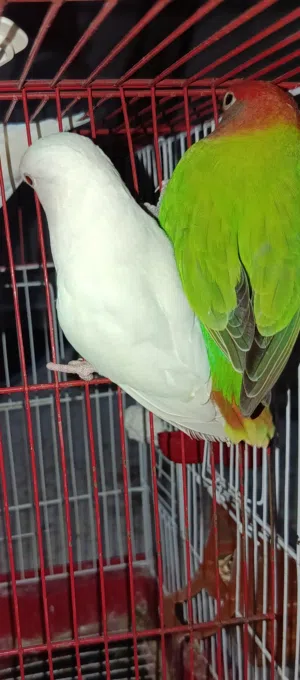 كوبيه روز للبيع