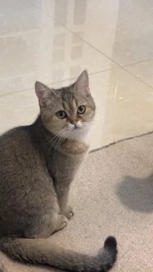 قطه سكوتش ستريت للبيع