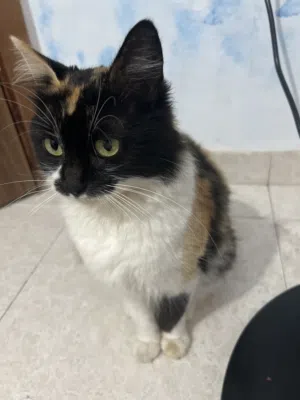 قط منزلي للبيع