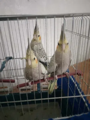 3حبات كوكتيل العمر تقريبا 6شهور مع 3قفاص