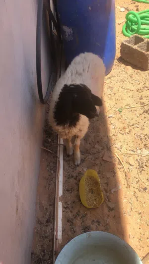 السلام عليكم خروف بيع عمر من شهرين لي 3ولا 4خروف ربي يبارك ميشكي من شي يكل في شعير واميه