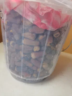 تمر نغال نظيف محفوظ في الثلاجة تقول مخروف توه من النخله ترتيب البيت