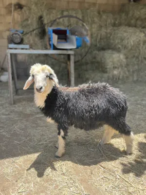 للبيع كبش نجدي حلال ممتاز