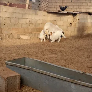 نعجة تحتها زوز حوليات للبيع