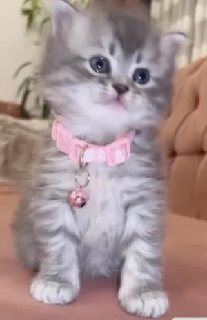 قطط سكوتش شورت هير