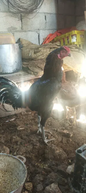 ديوك للبيع  ديوك عدد3 نخب ديك باكستاني لون احمر ديك باكستاني لون اسود  ديك براهما بلو موتلد