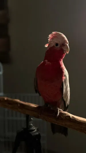 ببغاء كوكاتو غالا