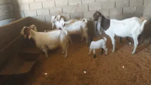 أربعه معزات هجين ولدات للبيع