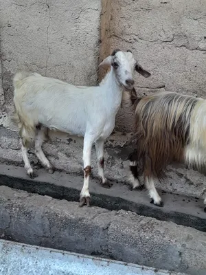 Goats2