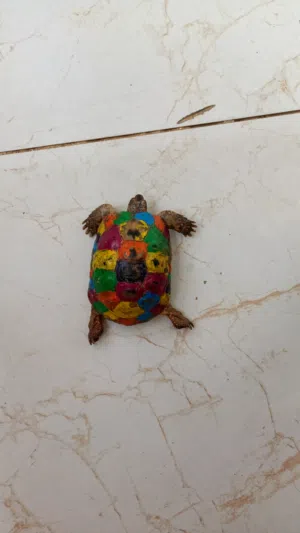 سلحفه حجم وسط ملونه
